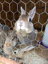 High angle view of cat in cage