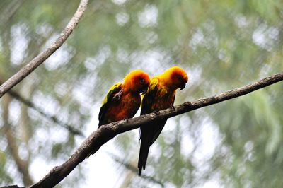 Bird perching on branch