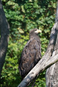 Bird perching on a tree