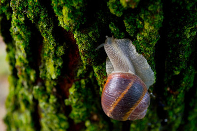 Close-up of snail on tree