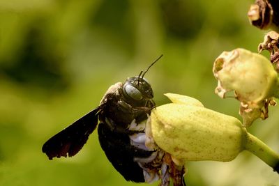 Close-up of insect on plant