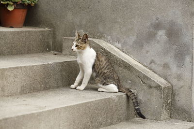 Cat sitting on staircase