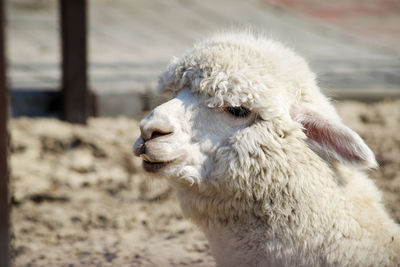 Close-up of sheep