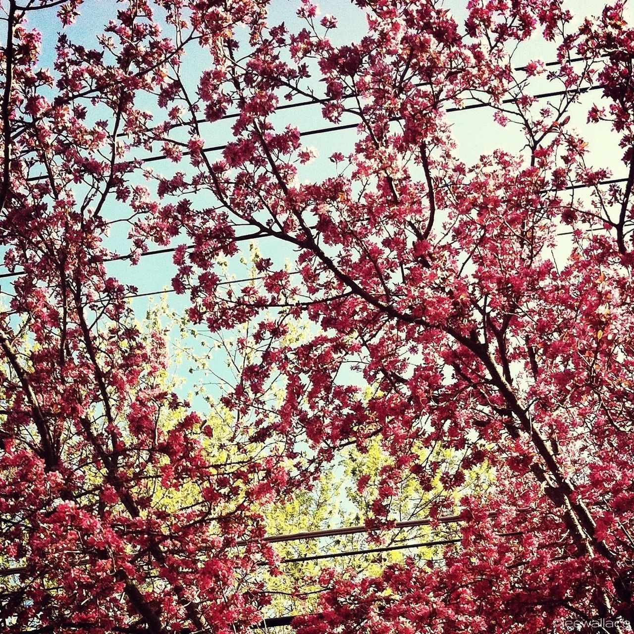 LOW ANGLE VIEW OF PINK FLOWERS ON TREE