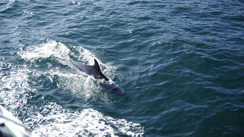 High angle view of horse in sea