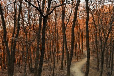 Bare trees in forest