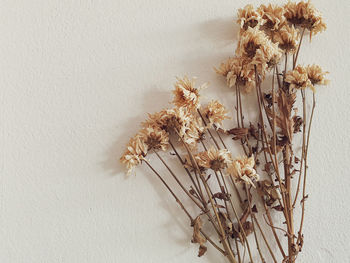 Close-up of dried plant against white wall