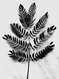 High angle view of leaf on table against white background