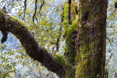 Low angle view of trees in forest