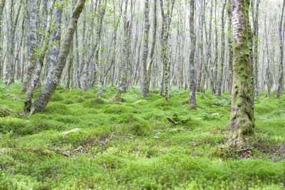 Trees in forest