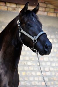 Close-up of horse