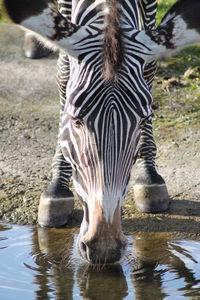 Zebras drinking water