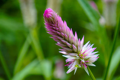 Close-up of pink flowering plant