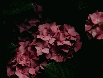 Close-up of pink rose in bloom