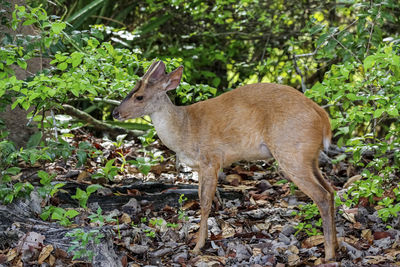 Deer standing on field