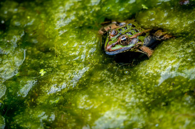 One pool frog in water in natural habitat. pelophylax lessonae. european frog. 