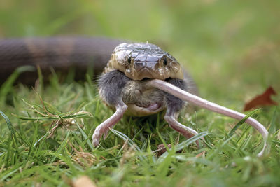 Lose up portrait of snake eating rat