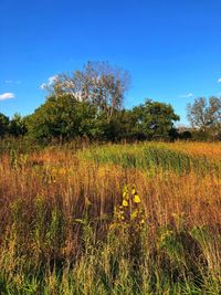 Plants growing on field against sky