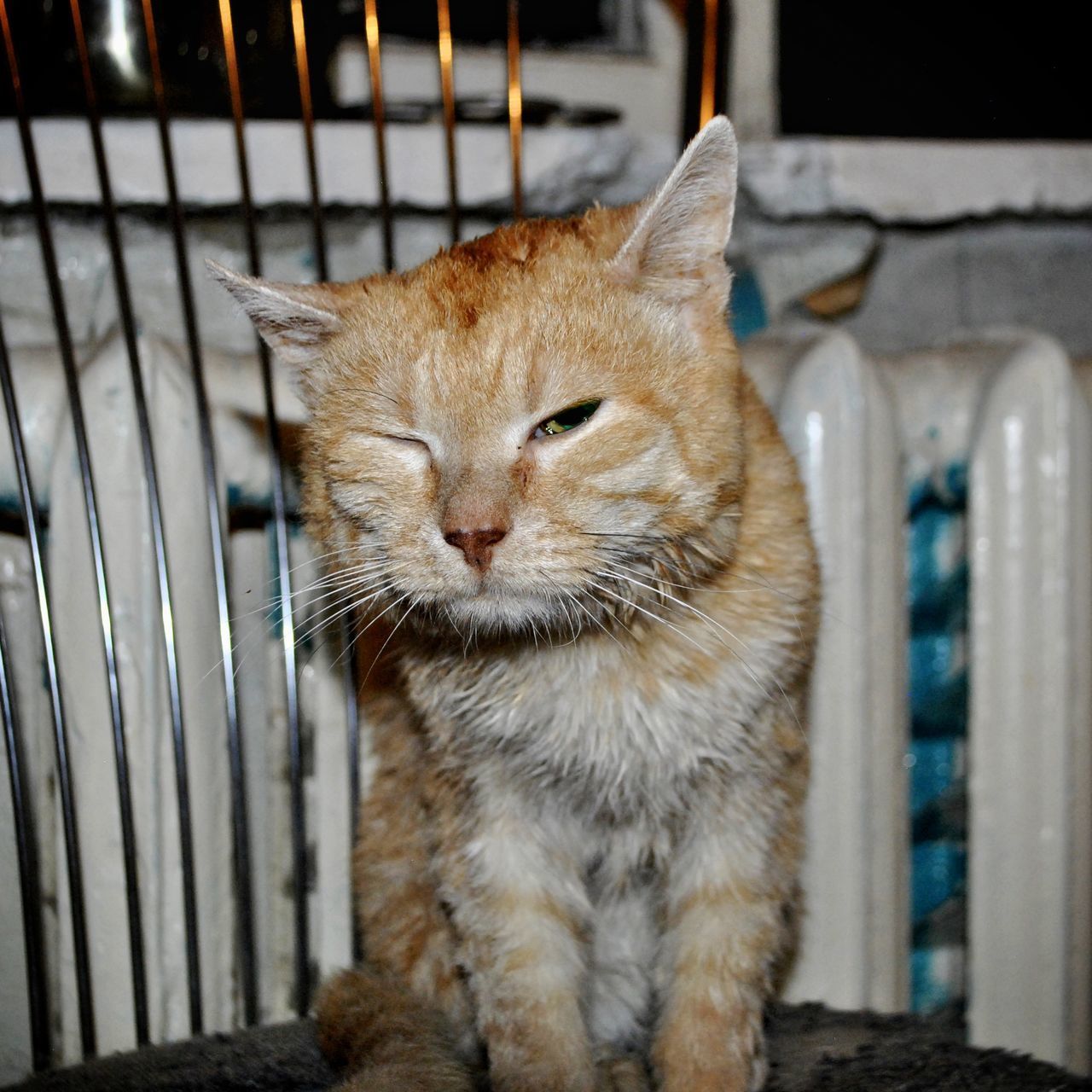 CLOSE-UP OF A CAT SITTING