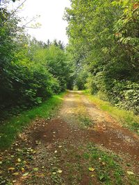 Empty road along trees in forest