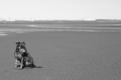 Dog sitting on sand at beach