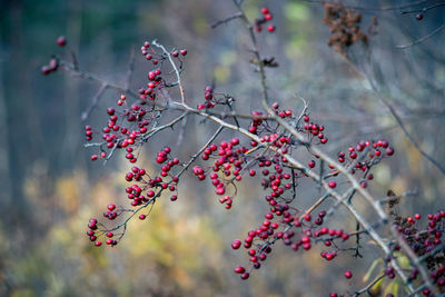 Close-up of berries on tree