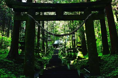 Trees in forest