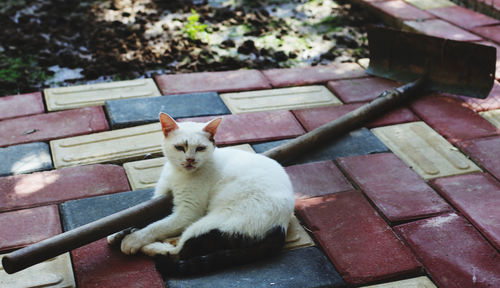 Cat sitting on bench