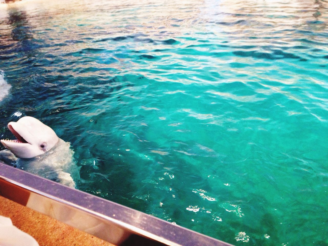 名古屋港水族館