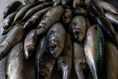 Close-up of fish for sale in market