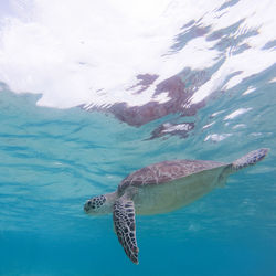 Fish swimming in sea