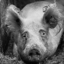 Close-up portrait of an animal