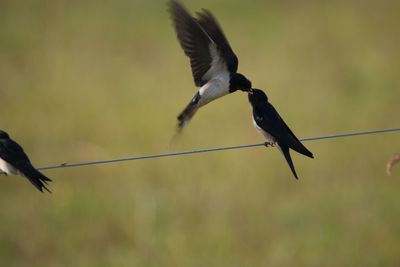 Close-up of barn swallow hovering in the air, feeding its almost adult youngster sitting on a wire.
