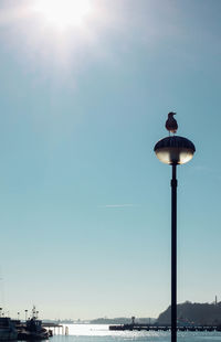 Low angle view of seagull on street light by sea against sky on sunny day