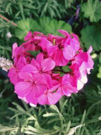 Close-up of pink flowering plants on land