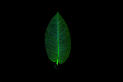 Close-up of green leaf against black background