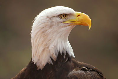 Close up of bald eagle 