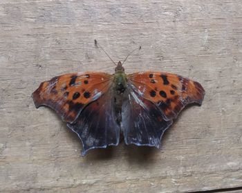 High angle view of butterfly on wood