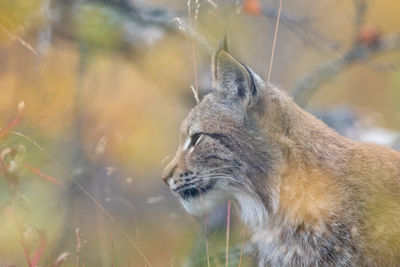 Close-up of a cat looking away