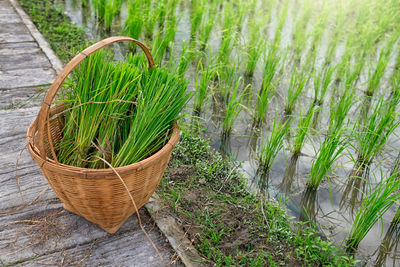 High angle view of vegetables in basket on field