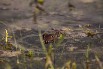 Close-up of turtle in water