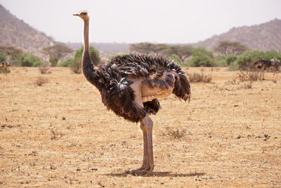 Ostrich stood in desert in kenya nature reserve