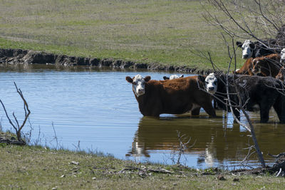 Cows in a lake