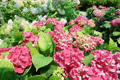 Close-up of pink flowering plants in park