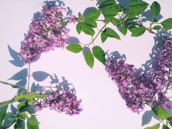 Low angle view of pink flowering plant against sky