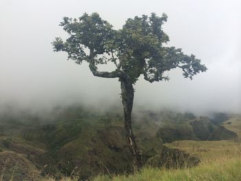 Tree on field against sky