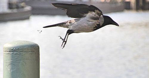 Close-up of seagull flying