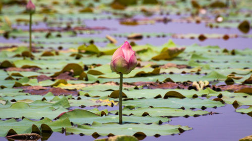 Close-up of pink water lily in lake