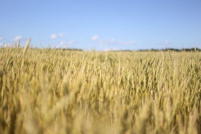 View of stalks in field against sky