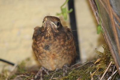 Close-up of a bird